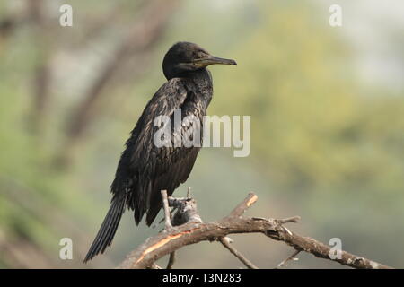 Indische krähenscharben oder Kormorane auf Ästen thront, Keoladeo Nationalpark, Rajasthan Stockfoto