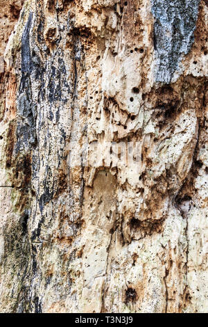 Bohrungen in Holz - langweilige Insekten in den Kofferraum eines toten und verwesenden Baum, in die Rinde abgeschält Stockfoto