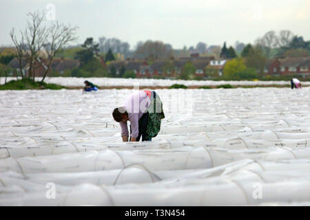 Junge Wanderarbeitnehmer, Studenten aus der Ukraine, Spargel Kommissionierung aus Kunststoff Treibhäusern in einem Feld. Warwickshire. 27/04/2006 Stockfoto