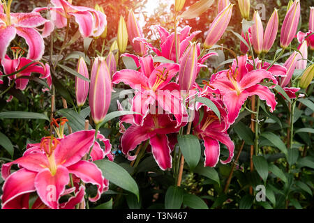 Rosa Lilien Blume Pflanze Blüte mit niedriger Beleuchtung. Stockfoto