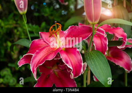 Rosa Lilien Blume Pflanze Blüte mit niedriger Beleuchtung. Stockfoto