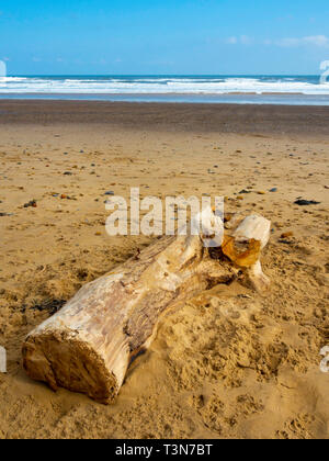 Ein großes Stück Treibholz, Teil eines Baumes liegen auf einem breiten Sandstrand an der Küste von North Yorkshire Stockfoto