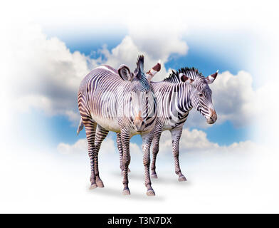 Eine Gruppe von Zebras isoliert auf den weißen Hintergrund in Afrika. Hinter dem blauen Himmel. Es ist eine natürliche Hintergrund mit afrikanischen Tieren. Stockfoto