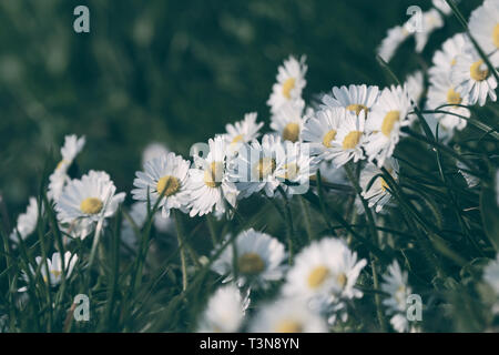 Daisy Flowers in einem matt kalten Stil auf einer Wiese Stockfoto