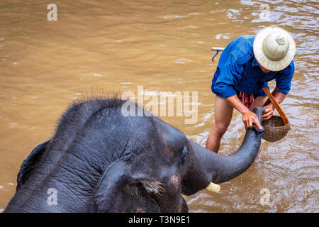 Mahout Reinigung einen Elefanten in einem Fluss, Chiang Mai, Thailand Stockfoto