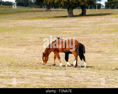 Ein braunes Pferd und einem schwarzen Colt in der dehesa in Salamanca (Spanien). Ökologische extensive Viehhaltung Konzept. Stockfoto