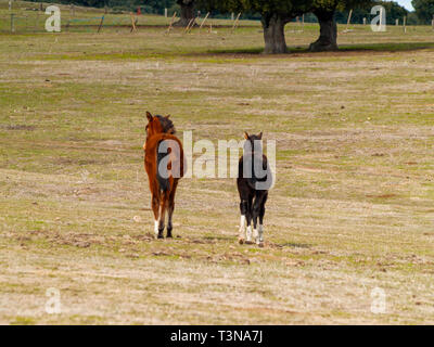 Ein braunes Pferd und einem schwarzen Colt in der dehesa in Salamanca (Spanien). Ökologische extensive Viehhaltung Konzept. Stockfoto