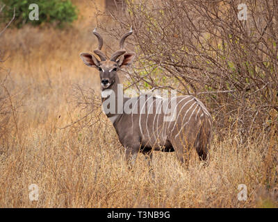 Junge männliche Weniger Kudu (Tragelaphus imberbis) mit spiralförmigen Hörnern an Kamera starrt in dichtem Buschland des Galana Conservancy, Kenia, Afrika Stockfoto