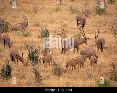 Herde von Fringe-eared Oryx (Oryx beisa Callotis) eine große trockene Land Antilopen - in allen Größen und Altersgruppen in buschland Galana Conservancy, Kenia, Afrika Stockfoto