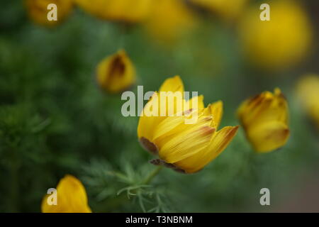 Adonis vernalis gelbe Blüten im Frühling Garten Stockfoto