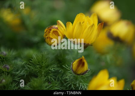 Adonis vernalis gelbe Blüten im Frühling Garten Stockfoto
