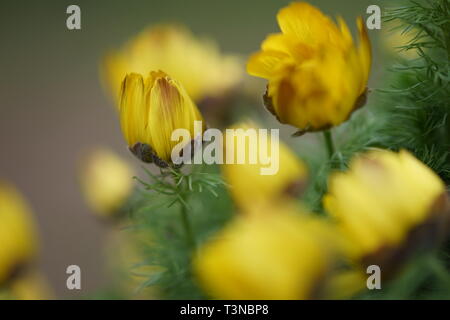 Adonis vernalis gelbe Blüten im Frühling Garten Stockfoto