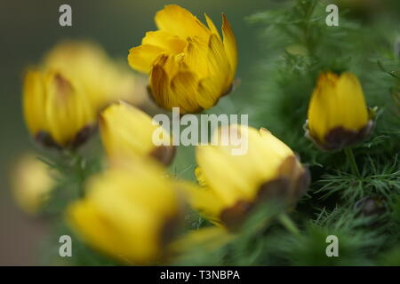 Adonis vernalis gelbe Blüten im Frühling Garten Stockfoto