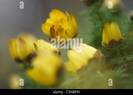 Adonis vernalis gelbe Blüten im Frühling Garten Stockfoto