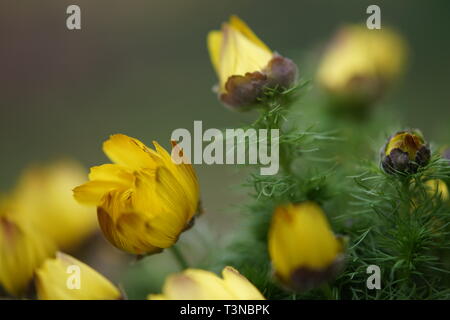 Adonis vernalis gelbe Blüten im Frühling Garten Stockfoto