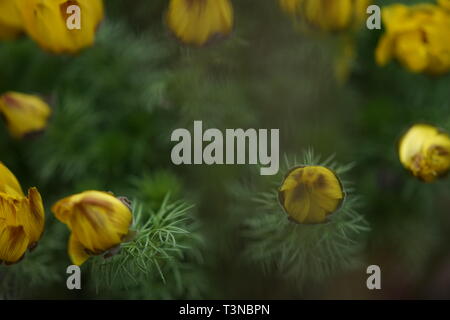 Adonis vernalis gelbe Blüten im Frühling Garten Stockfoto
