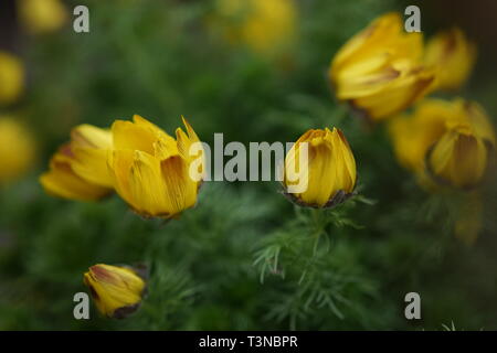 Adonis vernalis gelbe Blüten im Frühling Garten Stockfoto