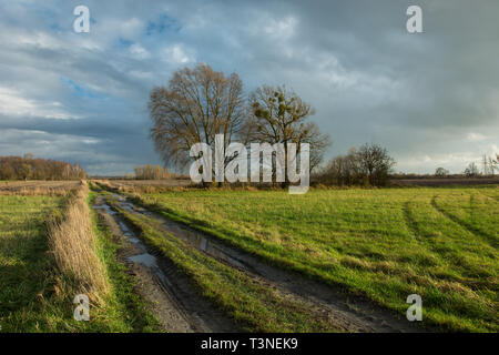 Pfützen auf einem Feldweg durch eine grüne Wiese, große Bäume ohne Blätter und regnerischen Wolken im Himmel Stockfoto