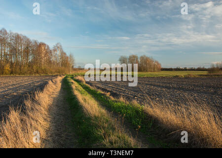 Unbefestigte Straße mit Grün und trockenes Gras durch gepflügten Feldern, copse mit Bäume ohne Blätter und Wolken am blauen Himmel Stockfoto