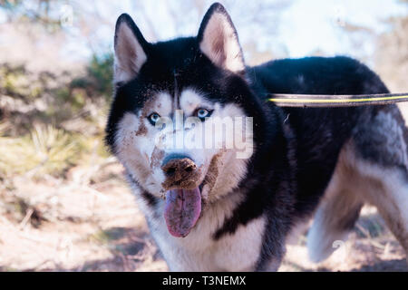 Lustige Husky Hund lacht und zeigt Zunge, sly dog, zufriedene Malamute stehen im Wald. Stockfoto