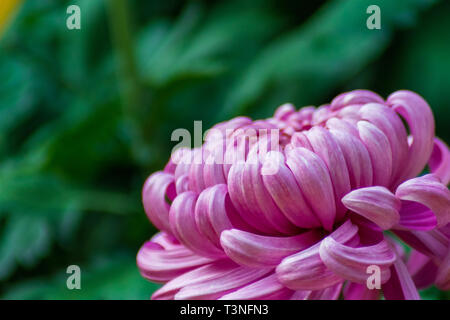 Rosa Chrysantheme Blume Stockfoto
