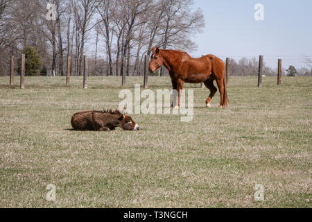 Ein niedliches, sleepy Esel Erwacht aus seinem Nickerchen auf der Farm und Hoffnungen genährt zu werden, wenn er uns Ansätze mit Neugier und Hoffnung. Stockfoto