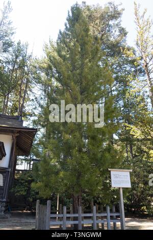 Eine japanische Dach Pine Tree an Kongobuji Tempel in Koyasan, Japan. Stockfoto