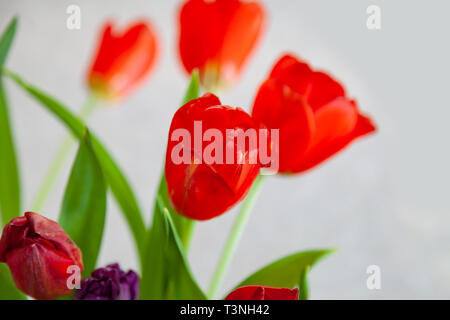 Ein Blumenstrauß aus Tulpen - Ansicht von oben in Rot und Lila mit grünen Blättern auf einem weißen Hintergrund. Große Blütenknospen. Stockfoto