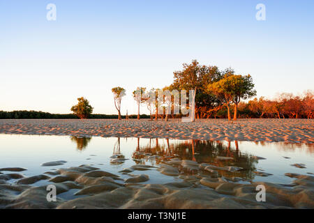 Mangroven wachsen auf sandigen Wattflächen in Port Smith Western Australia Stockfoto