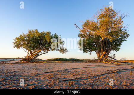 Mangroven wachsen auf sandigen Wattflächen in Port Smith Western Australia Stockfoto