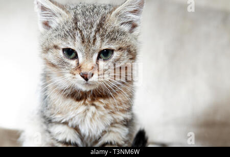 Kitty portrait. Nahaufnahme der nette kleine graue kitty Gesicht Stockfoto