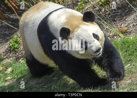 Kopenhagen, Dänemark. 10 Apr, 2019. Mao Sun ist an der Kopenhagener Zoo in Kopenhagen, Dänemark, am 10. April 2019. Die dänische Königin Margrethe II. Offiziell eröffnet die Panda Haus am Zoo Kopenhagen am Mittwoch. Männliche Xing Er, eine 5-jährige, und weibliche Mao Mao Sun (Er), eine 4-jährige, links der südwestlichen chinesischen Stadt Chengdu am 4. April und für ihre neue Heimat im Zoo Kopenhagen. Quelle: Guo Chen/Xinhua/Alamy leben Nachrichten Stockfoto