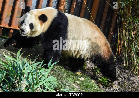 Kopenhagen, Dänemark. 10 Apr, 2019. Mao Sun ist an der Kopenhagener Zoo in Kopenhagen, Dänemark, am 10. April 2019. Die dänische Königin Margrethe II. Offiziell eröffnet die Panda Haus am Zoo Kopenhagen am Mittwoch. Männliche Xing Er, eine 5-jährige, und weibliche Mao Mao Sun (Er), eine 4-jährige, links der südwestlichen chinesischen Stadt Chengdu am 4. April und für ihre neue Heimat im Zoo Kopenhagen. Quelle: Guo Chen/Xinhua/Alamy leben Nachrichten Stockfoto