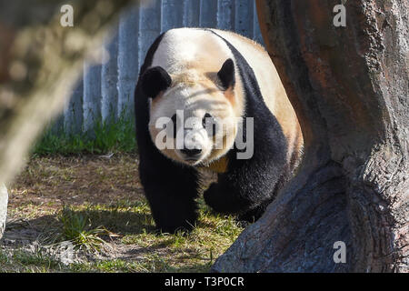 Kopenhagen, Dänemark. 10 Apr, 2019. Mao Sun ist an der Kopenhagener Zoo in Kopenhagen, Dänemark, am 10. April 2019. Die dänische Königin Margrethe II. Offiziell eröffnet die Panda Haus am Zoo Kopenhagen am Mittwoch. Männliche Xing Er, eine 5-jährige, und weibliche Mao Mao Sun (Er), eine 4-jährige, links der südwestlichen chinesischen Stadt Chengdu am 4. April und für ihre neue Heimat im Zoo Kopenhagen. Quelle: Guo Chen/Xinhua/Alamy leben Nachrichten Stockfoto