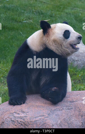 Kopenhagen, Dänemark. 10 Apr, 2019. Mao Sun ist an der Kopenhagener Zoo in Kopenhagen, Dänemark, am 10. April 2019. Die dänische Königin Margrethe II. Offiziell eröffnet die Panda Haus am Zoo Kopenhagen am Mittwoch. Männliche Xing Er, eine 5-jährige, und weibliche Mao Mao Sun (Er), eine 4-jährige, links der südwestlichen chinesischen Stadt Chengdu am 4. April und für ihre neue Heimat im Zoo Kopenhagen. Quelle: Guo Chen/Xinhua/Alamy leben Nachrichten Stockfoto