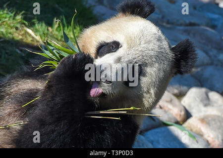 Kopenhagen, Dänemark. 10 Apr, 2019. Xing Äh ist an der Kopenhagener Zoo in Kopenhagen, Dänemark, am 10. April 2019. Die dänische Königin Margrethe II. Offiziell eröffnet die Panda Haus am Zoo Kopenhagen am Mittwoch. Männliche Xing Er, eine 5-jährige, und weibliche Mao Mao Sun (Er), eine 4-jährige, links der südwestlichen chinesischen Stadt Chengdu am 4. April und für ihre neue Heimat im Zoo Kopenhagen. Quelle: Guo Chen/Xinhua/Alamy leben Nachrichten Stockfoto