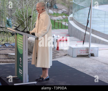 Kopenhagen, Dänemark. 10 Apr, 2019. Die dänische Königin Margrethe II. spricht während der Eröffnungsfeier der Panda Haus am Zoo Kopenhagen in Kopenhagen, Dänemark, am 10. April 2019. Die dänische Königin Margrethe II. Offiziell eröffnet die Panda Haus am Zoo Kopenhagen am Mittwoch. Männliche Xing Er, eine 5-jährige, und weibliche Mao Mao Sun (Er), eine 4-jährige, links der südwestlichen chinesischen Stadt Chengdu am 4. April und für ihre neue Heimat im Zoo Kopenhagen. Quelle: Guo Chen/Xinhua/Alamy leben Nachrichten Stockfoto