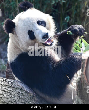 Kopenhagen, Dänemark. 10 Apr, 2019. Xing Äh ist an der Kopenhagener Zoo in Kopenhagen, Dänemark, am 10. April 2019. Die dänische Königin Margrethe II. Offiziell eröffnet die Panda Haus am Zoo Kopenhagen am Mittwoch. Männliche Xing Er, eine 5-jährige, und weibliche Mao Mao Sun (Er), eine 4-jährige, links der südwestlichen chinesischen Stadt Chengdu am 4. April und für ihre neue Heimat im Zoo Kopenhagen. Quelle: Guo Chen/Xinhua/Alamy leben Nachrichten Stockfoto