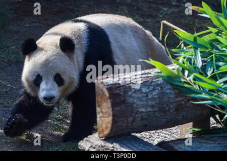 Kopenhagen, Dänemark. 10 Apr, 2019. Xing Äh ist an der Kopenhagener Zoo in Kopenhagen, Dänemark, am 10. April 2019. Die dänische Königin Margrethe II. Offiziell eröffnet die Panda Haus am Zoo Kopenhagen am Mittwoch. Männliche Xing Er, eine 5-jährige, und weibliche Mao Mao Sun (Er), eine 4-jährige, links der südwestlichen chinesischen Stadt Chengdu am 4. April und für ihre neue Heimat im Zoo Kopenhagen. Quelle: Guo Chen/Xinhua/Alamy leben Nachrichten Stockfoto