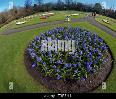 Glasgow, Schottland, Großbritannien. 11 Apr, 2019. UK Wetter: Sonnig Sommertag im Victoria Park als Grünfläche Blume der Stadt zeigt Hit ihren Höhepunkt im hellen Sonnenschein und hohen Temperaturen im Zentrum der Stadt. Credit: Gerard Fähre / alamy Leben Nachrichten Stockfoto