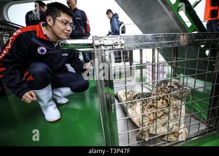 Provinz Liaoning, China. 11. April, 2019. Dalian. 11 Apr, 2019. Ein Mitarbeiter prüft eine gefleckte Dichtung zurück in die Wildnis zu entlassen, in Dalian im Nordosten der chinesischen Provinz Liaoning. Vierundzwanzig beschmutzt Dichtungen wurden zurück in die wilden am Donnerstag frei in den rippenbögen Stadt Dalian. Die 24 Dichtungen wurden unter den 100 baby beschmutzt, Dichtungen, die illegal im Februar 2019 abgeworben wurden, entsprechend der Provinzregierung. Credit: Pan Yulong/Xinhua/Alamy leben Nachrichten Stockfoto