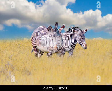 Eine Gruppe von Zebras steht im Gras auf der Savanne in Afrika. Hinter dem blauen Himmel. Es ist eine natürliche Hintergrund mit afrikanischen Tieren. Stockfoto