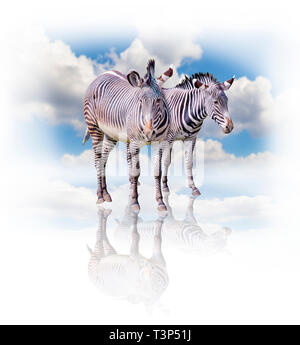 Eine Gruppe von Zebras isoliert auf den weißen Hintergrund in Afrika. Hinter dem blauen Himmel. Ihre Schatten auf dem Boden nieder. Es ist eine natürliche Stockfoto