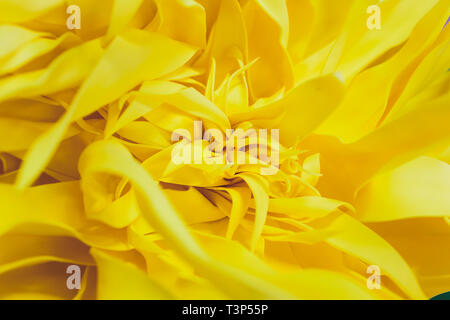 Papier Blumen und Wellpappe auf der Wand Stockfoto