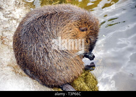 Nutria Nutria Myocastor Pflege und waschen sich Stockfoto