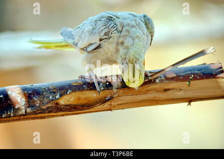 Weißer Nymphensittich Nymphicus Hollandicuson Sitzen auf Zweig Stockfoto