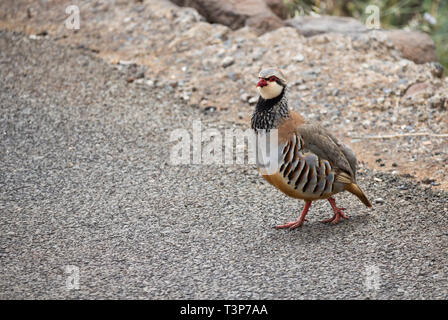Red legged Partridge (alectoris Rufa) auf Gran Canaria, Kanarische Inseln, Spanien Stockfoto