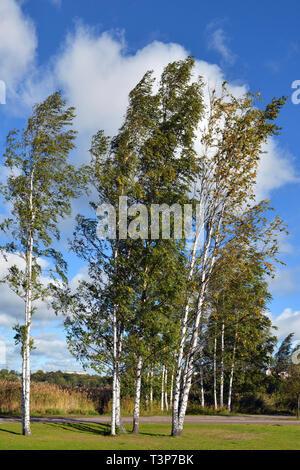 Birke am Ufer Toolonlahti, Bay im Zentrum von Helsinki, Finnland Stockfoto