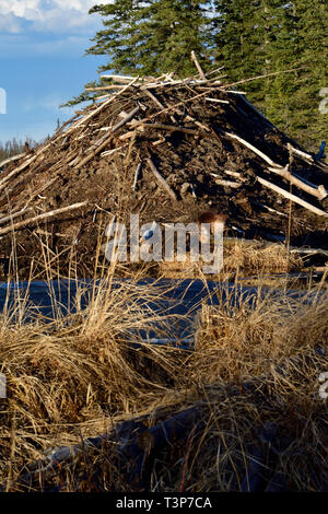 Eine vertikale Bild einer Beaver Lodge im Frühling gemacht mit einem wilden Biber (Castor Canadensis); Fütterung am Fuße der Lodge. Stockfoto