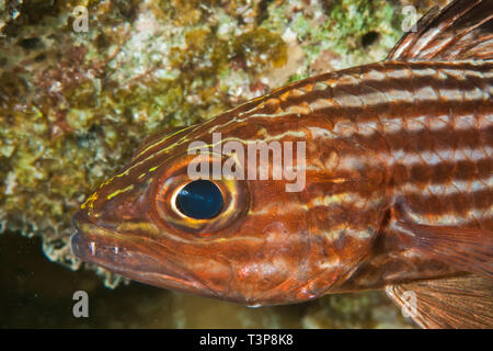 Tiger cardinalfish (cheilodipterus macrodon). Im Roten Meer, Ägypten. Stockfoto